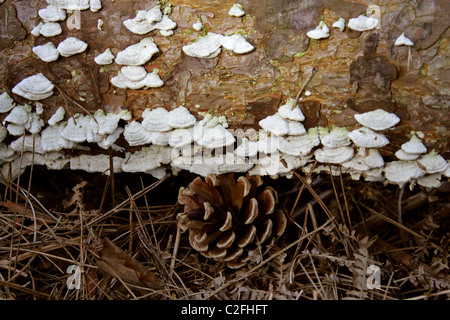 Purplepore Halterung Pilz, Trichaptum Abietinum, Polyporaceae. Gruppe auf gefallene Kiefer wächst. Stockfoto