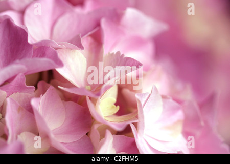 Hydrangea Macrophylla (Hortensia) Rosa Blumen Hintergrund Stockfoto