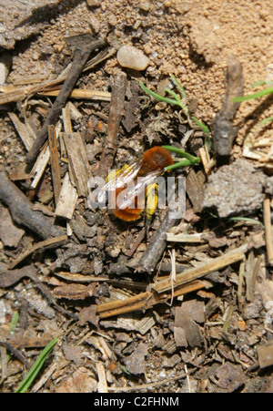 Tawny Mining Bee, Andrena Fulva, Andreninae, Andrenidae, Apoidea, Taillenwespen, Hymenoptera. Weiblich. Stockfoto