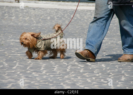 Person zu Fuß Hund auf Straße in Rom, Italien Stockfoto