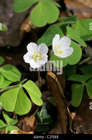 Sauerklee, Oxalis Acetosella, Oxalidaceae. Britische Wildblumen. Stockfoto