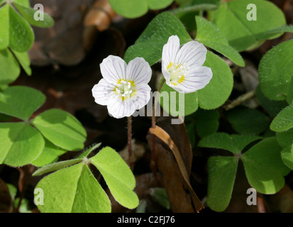 Sauerklee, Oxalis Acetosella, Oxalidaceae. Britische Wildblumen. Stockfoto