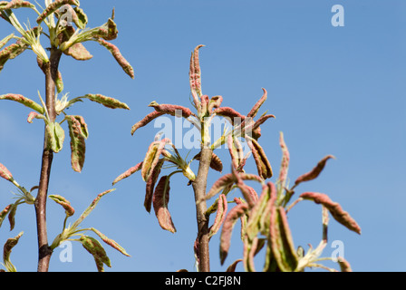 Die verdrehten Blätter Beurre Hardy Birnbaum Befall durch Birne Blister Milbe, Eriophyes pyri Stockfoto