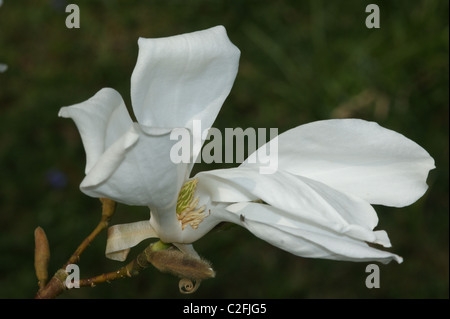 Magnolia Salicifolia "Wada Memory" Stockfoto