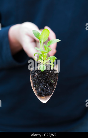 Gärtner Hand eine Blume Saat im Boden auf einer Kupfer Hand Kelle Stockfoto