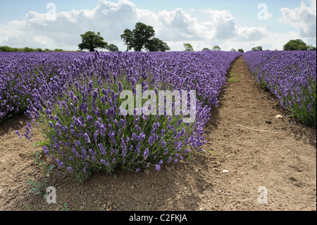 Lavendel (Lavandula) wächst in einem Bio-Bauernhof in Somerset. Stockfoto