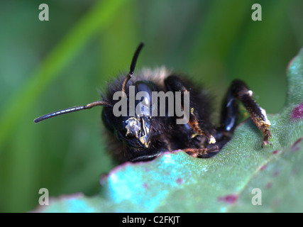 White-tailed Hummel (Bombus Lucorum), Frankreich Stockfoto