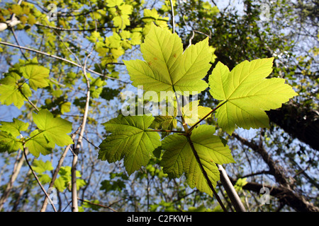 lichtdurchlässige Feder Ahorn Blätter Cambridgeshire Wald Stockfoto