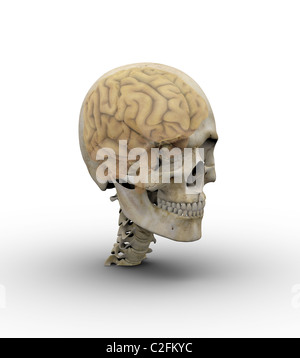 Männliche Schädel mit Gehirn zeigen sich durch transparente Schädel. Stockfoto
