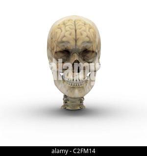 Männliche Schädel mit Gehirn zeigen sich durch transparente Schädel. Stockfoto