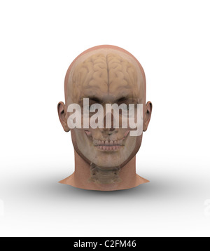 Männerkopf mit Schädel und Gehirn zeigen sich durch die transparente Haut. Stockfoto