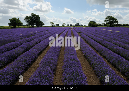 Lavendel (Lavandula) wächst in einem Bio-Bauernhof in Somerset. Stockfoto