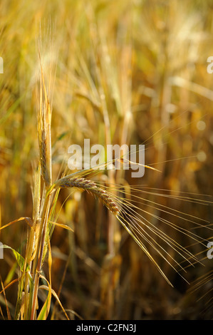 Goldene Gerste Anbau in einem Feld in Somerset an einem schönen Morgen. Stockfoto