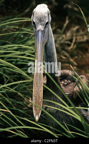 Brauner Pelikan, Pelecanus Occidentalis, California Stockfoto