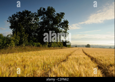 Traktor-Linien, die durch ein Gerstenfeld in Somerset. Stockfoto