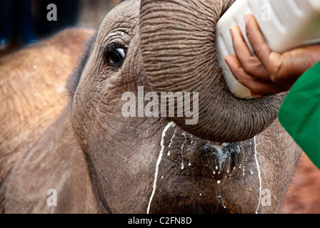 Afrikanischer Elefant Kalb, Loxodonta Africana, trinken Milch aus einer Flasche, Sheldrick Elephant Orphanage, Nairobi, Kenia, Afrika Stockfoto