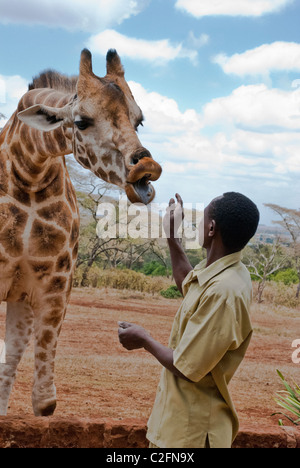 Afrikanischer Mann Fütterung Rothschild Giraffe, Giraffe Manor, Nairobi, Afrika Stockfoto