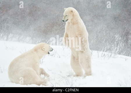 Eisbären, Ursus Maritimus, spielen, kämpfen, Wapusk-Nationalpark, in der Nähe von Hudson Bay, Cape Churchill, Manitoba, Kanada Stockfoto
