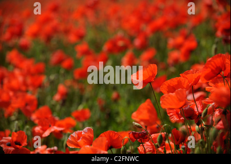 Ein Feld von leuchtend roten Klatschmohn (Papaver Rhoeas) wächst wild in einem Feld in Dorset. Stockfoto