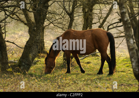 Ein Pony, Fütterung auf Rasen auf den Quantocks, Somerset. Stockfoto