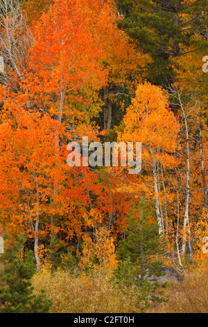 Herbstlaub in Hope Valley in der Nähe von Lake Tahoe in den Sierra Nevada Bergen von Kalifornien Stockfoto