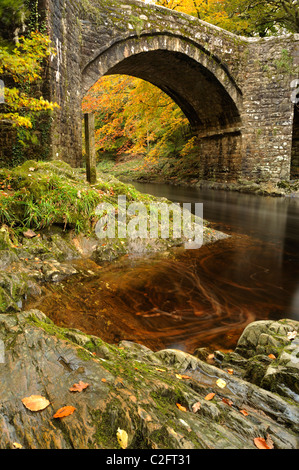 Wirbelnde Blätter an den Ufern des Flusses Dart Holne Bridge, Devon. Stockfoto