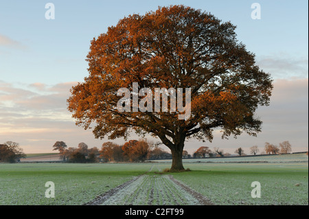 Eine einsame Eiche (Quercus Robur) in einem gefrorenen Feld in der Nähe von Lamyatt, Somerset. Stockfoto