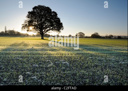 Eine einsame Eiche (Quercus Robur) mit der aufgehenden Sonne durch seine Äste brechen. Stockfoto