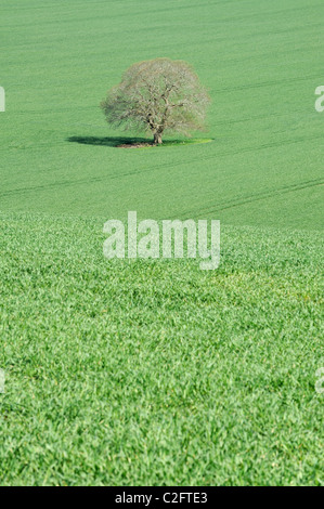 Eine einsame Eiche (Quercus Robur) in einem Feld von Pflanzen in Wiltshire. Stockfoto