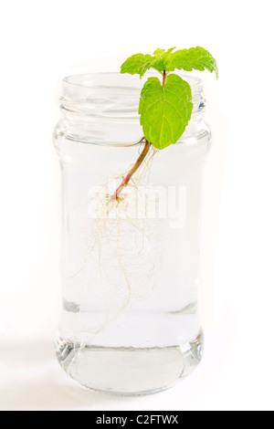 Eine Minze schneiden nehmen Wurzel in einem Glas Wasser. Kraut-Vermehrung. Stockfoto