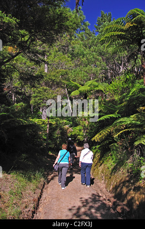 Wanderweg nach Cathedral Cove Beach, Te Whanganui-A-Hei Marine Reserve, Coromandel Peninsula, Region Waikato, Neuseeland Stockfoto