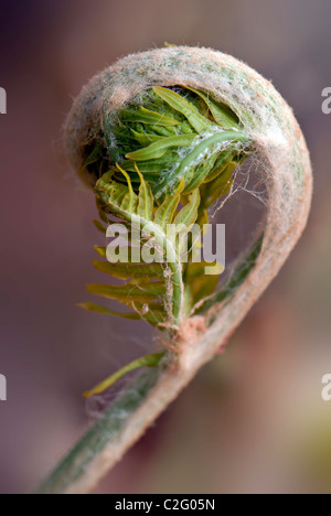 Dryopteris gemeinhin als Holz Farne, Männlich Farne und Buckler Farne Stockfoto