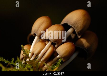 Gemeinsamen Tinte GAP Pilze - Coprinopsis atramentaria Stockfoto