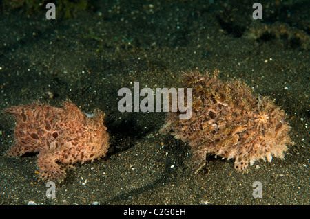 Gestreifter Anglerfisch Antennarius Striatus, Sulawesi in Indonesien. Stockfoto