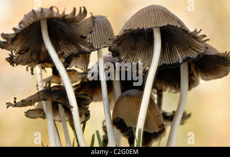 Gemeinsamen Tinte GAP Pilze - Coprinopsis atramentaria Stockfoto