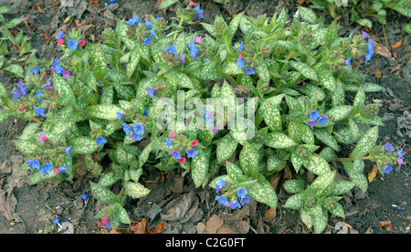 Blaue Schlüsselblume Lungenkraut Pulmonaria Angustifolia blühen Stockfoto