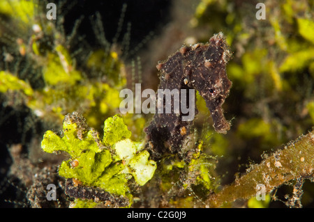 Mündung Seepferdchen, Hippocampus Kuda, Sulawesi in Indonesien. Stockfoto