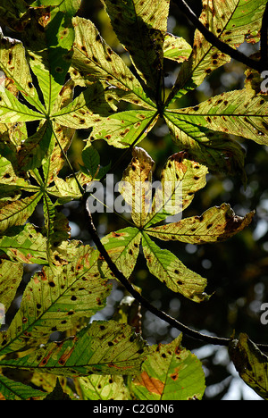 Beschädigte Blätter der Rosskastanie Baum verursacht durch die Rosskastanien-Miniermotte-Moth - Cameraria ohridella Stockfoto