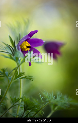 Einem einzigen lila Blume Kopf von Pulsatilla Vulgaris - Kuhschelle Stockfoto