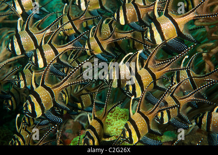 Banggai Kardinalbarschen, Pterapogon Kauderni, Sulawesi in Indonesien. Stockfoto