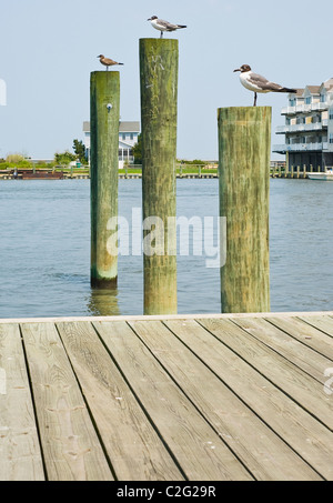 Möwen auf Pfählen in Virginia Stockfoto