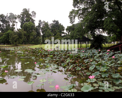 Bogor botanische Gärten, Indonesien, März 2011 Stockfoto