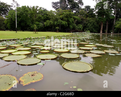 Bogor botanische Gärten, Indonesien, März 2011 Stockfoto