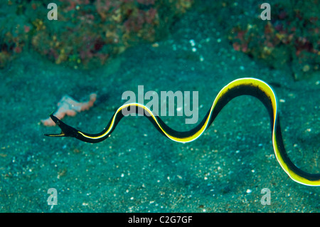 Juvenile Band Aal, Rhinomuraena Quaesita Sulawesi in Indonesien. Stockfoto