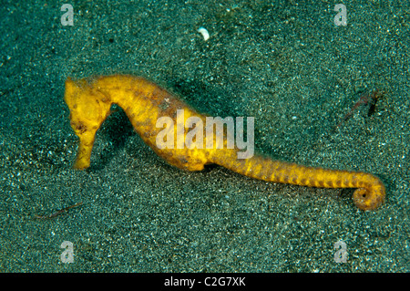 Mündung Seepferdchen, Hippocampus Kuda, Sulawesi in Indonesien. Stockfoto