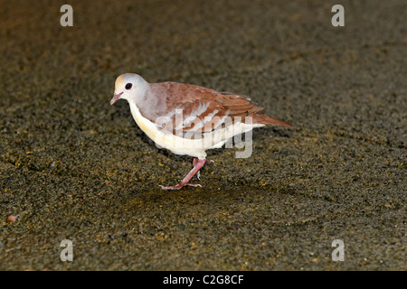 Zimt Boden-Taube, Gallicolumba Rufigula, einziger Vogel am Boden, Indonesien, März 2011 Stockfoto