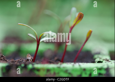 Beta Vulgaris. Rote Beete Sämlinge kultivieren Stockfoto