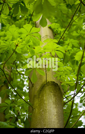 Nahaufnahme eines Pferdes Kastanie - Aesculus hippocastanum oder conker Baum, mit frischer Frühling grünes Laub Stockfoto