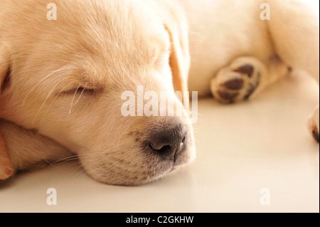 Porträt eines entzückenden Labrador Welpen, Verlegung auf Sofa zu Hause. Exemplar für Ihren Text und Ihr Logo. Versicherungskonzept Stockfoto