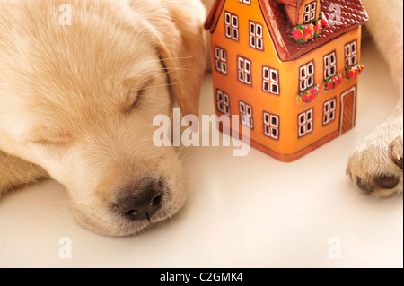 Porträt eines entzückenden Labrador Welpen, Verlegung auf weißen Tisch mit Haus. Sichere Wohnkonzept Stockfoto